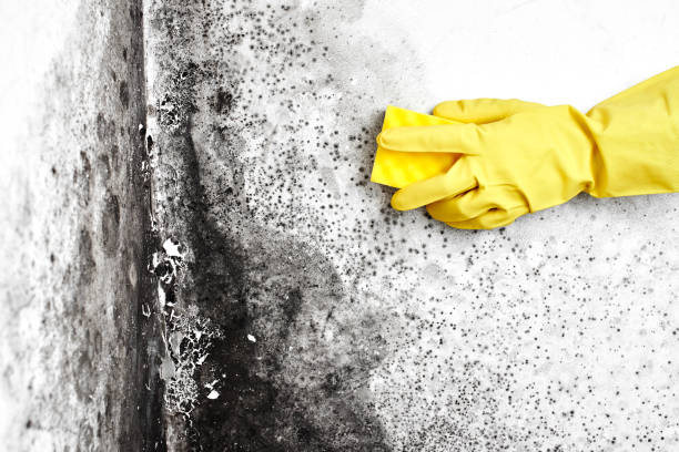 Best Professional Mold Removal  in Montevlo, AL