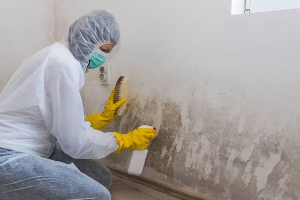 Best Office Mold Removal Services  in Montevlo, AL