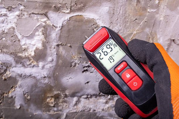 Best Black Mold Removal  in Montevlo, AL