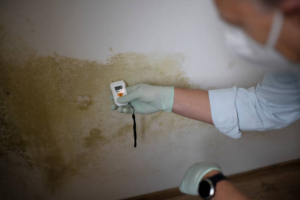 Best Mold Remediation Services  in Montevlo, AL