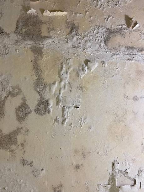 Attic Mold Removal in Montevallo, AL
