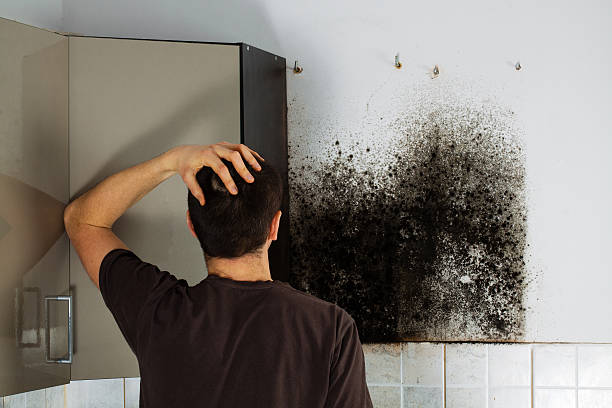 Best Emergency Mold Removal  in Montevlo, AL